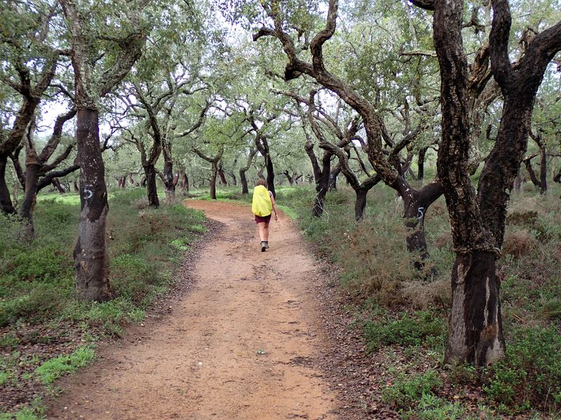 Stage 13: Cork oaks