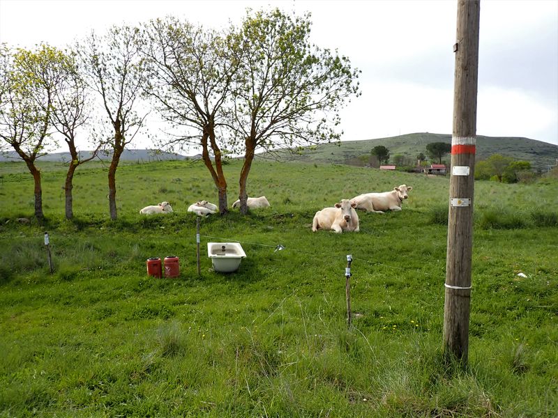 Stage 3: Cows
