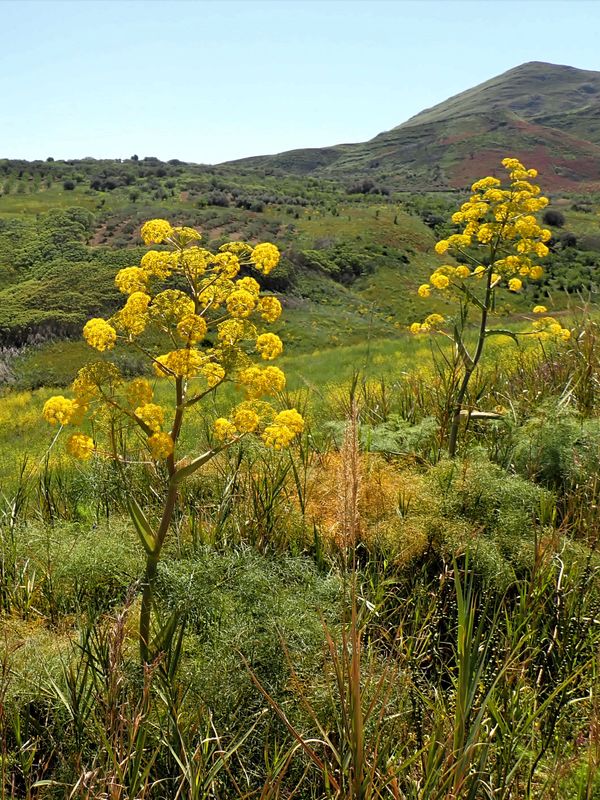 Stage 5: Giant fennel