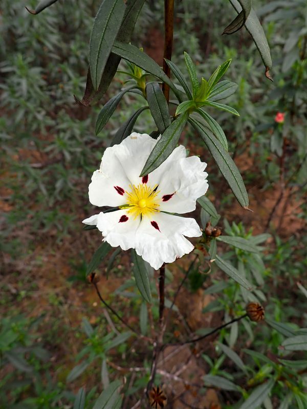 Labdanum flower