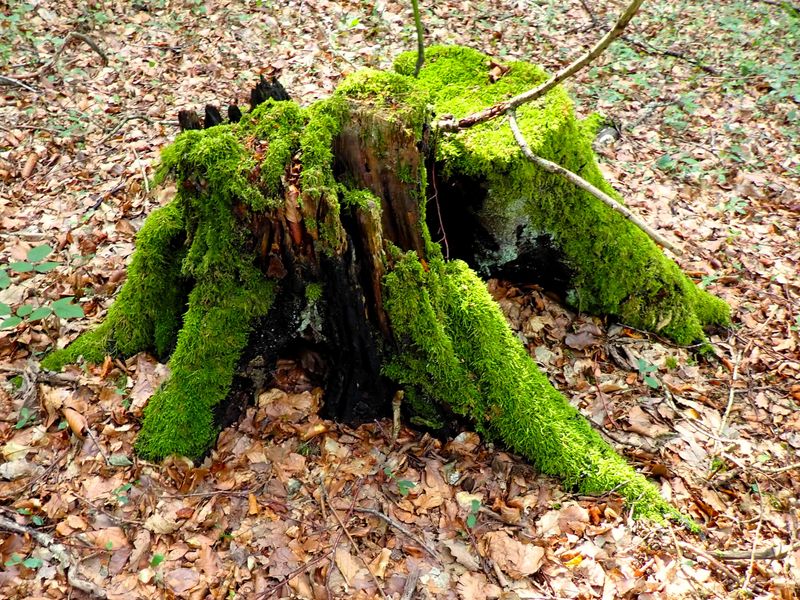 Stage 10: Tree stump