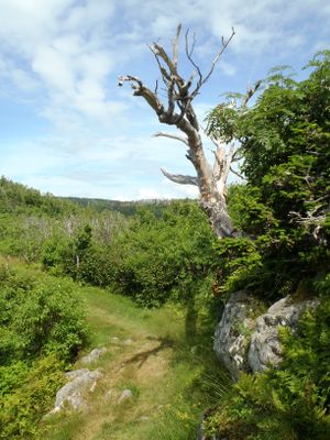 Dead tree