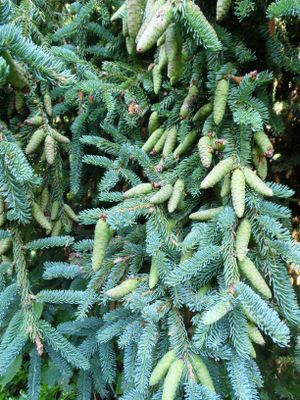 Spruce cones