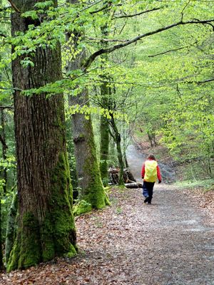 Through the woods