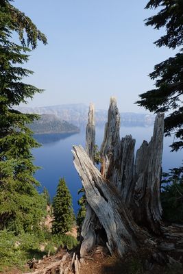 Weathered tree stump