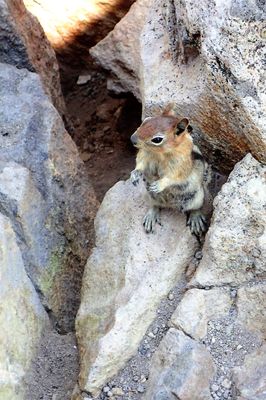 Curious chipmunk