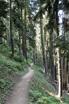 Forest trail