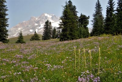 Lots of wild flowers
