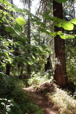 Forest path