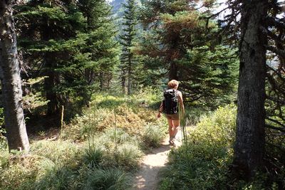 Through the woods