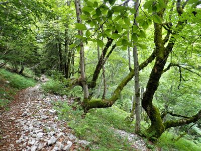 Stony path