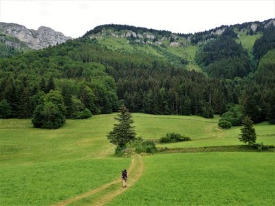 Through the grassland