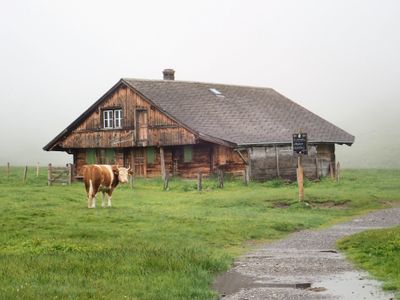 Barn and cow
