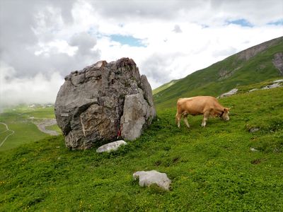 Cow and boulder