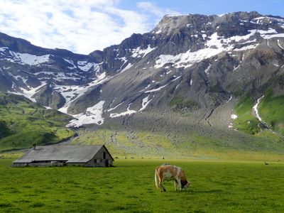 Stable and cow