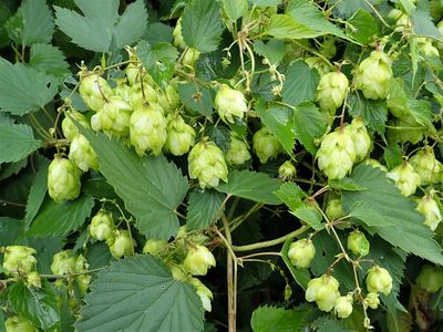 Stage 1: Hops