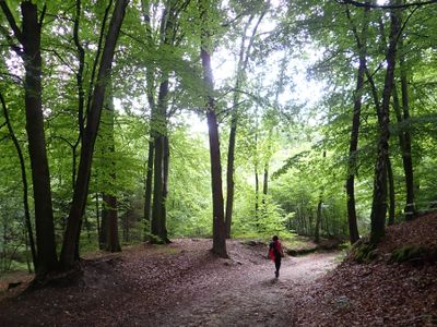 Stage 2: Beech forest