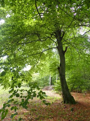 Stage 4: Beech tree