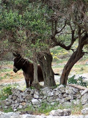 Donkey under tree