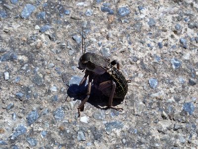 Bush cricket