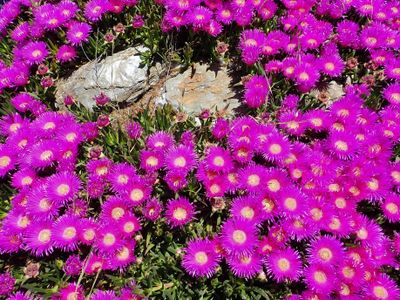 Blooming Ice Plants