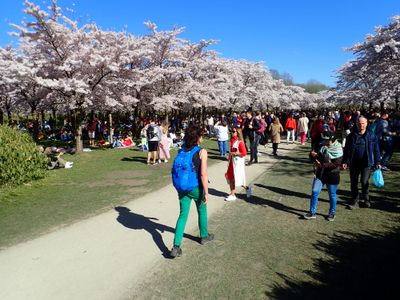 Stage 1: Blossom Park