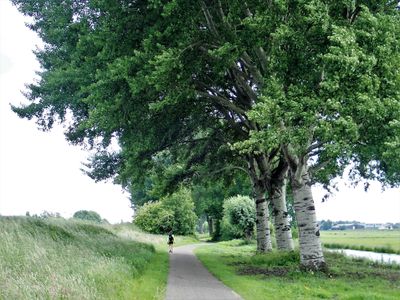 Stage 2: Three birches