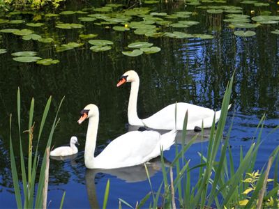 Stage 3: Two swans
