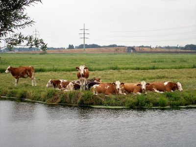 Stage 7: Cows