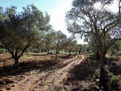 Stage 4: Olive grove