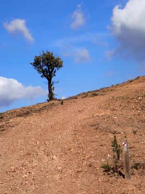 Stage 9: Lone tree