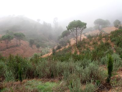 Stage 10: Misty hills