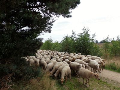 Stage 16: Flock of sheep