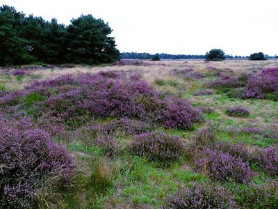 Stage 17: Blooming heather
