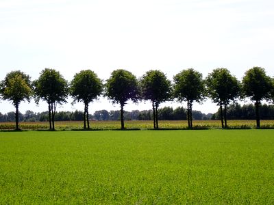 Stage 18: Row of trees