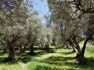 Stage 4: Olive grove