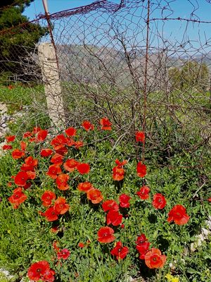 Stage 5: Poppies