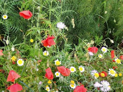 Wildflowers