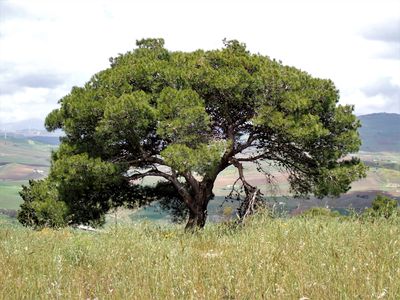 Lone tree