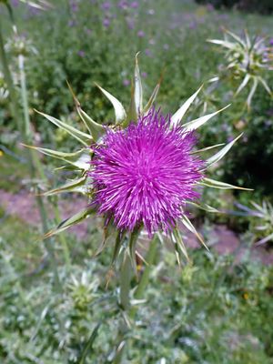 Thistle
