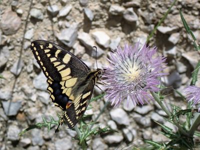 Swallowtail
