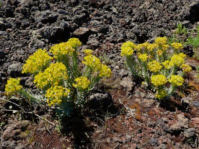 Spurge plants