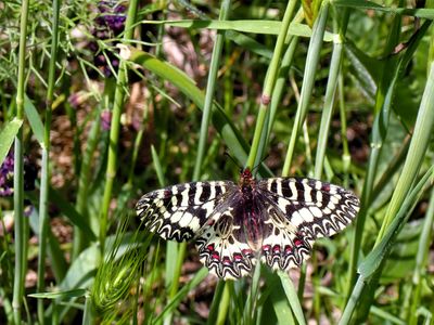 Butterfly Objects