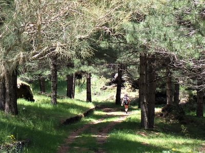 Into the woods