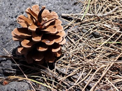 Pine cone