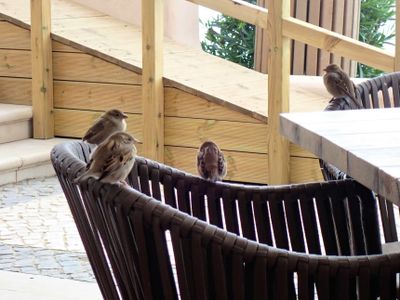 Sparrows