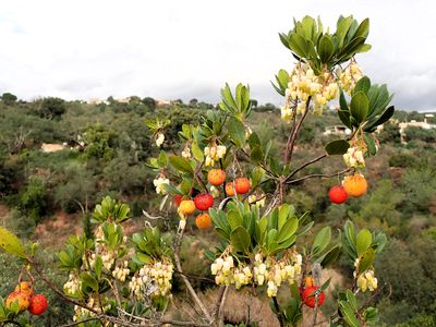 Strawberry tree