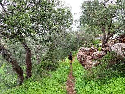 Lush trail