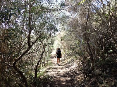 Through bushes