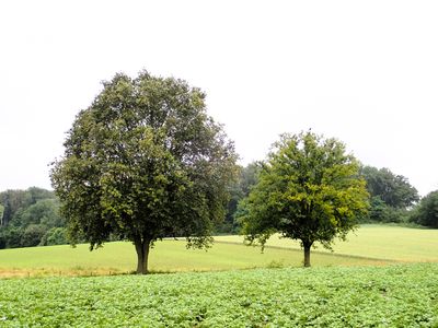 Stage 21; Two trees